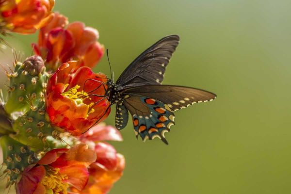 AZ, Sonoran Desert Pipevine swallowtail